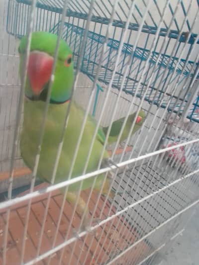 Parrots for sale with cages