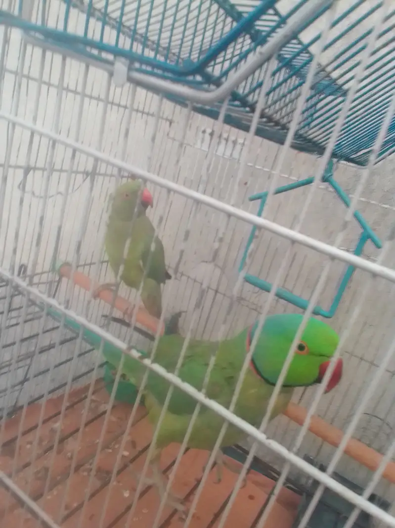 Parrots for sale with cages — photo 2