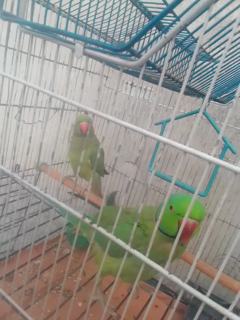 Parrots for sale with cages — photo 3