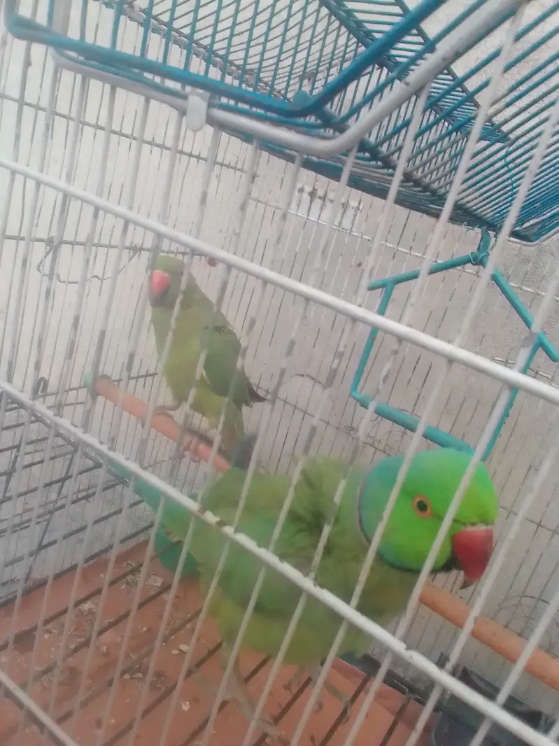 Parrots for sale with cages — photo 4