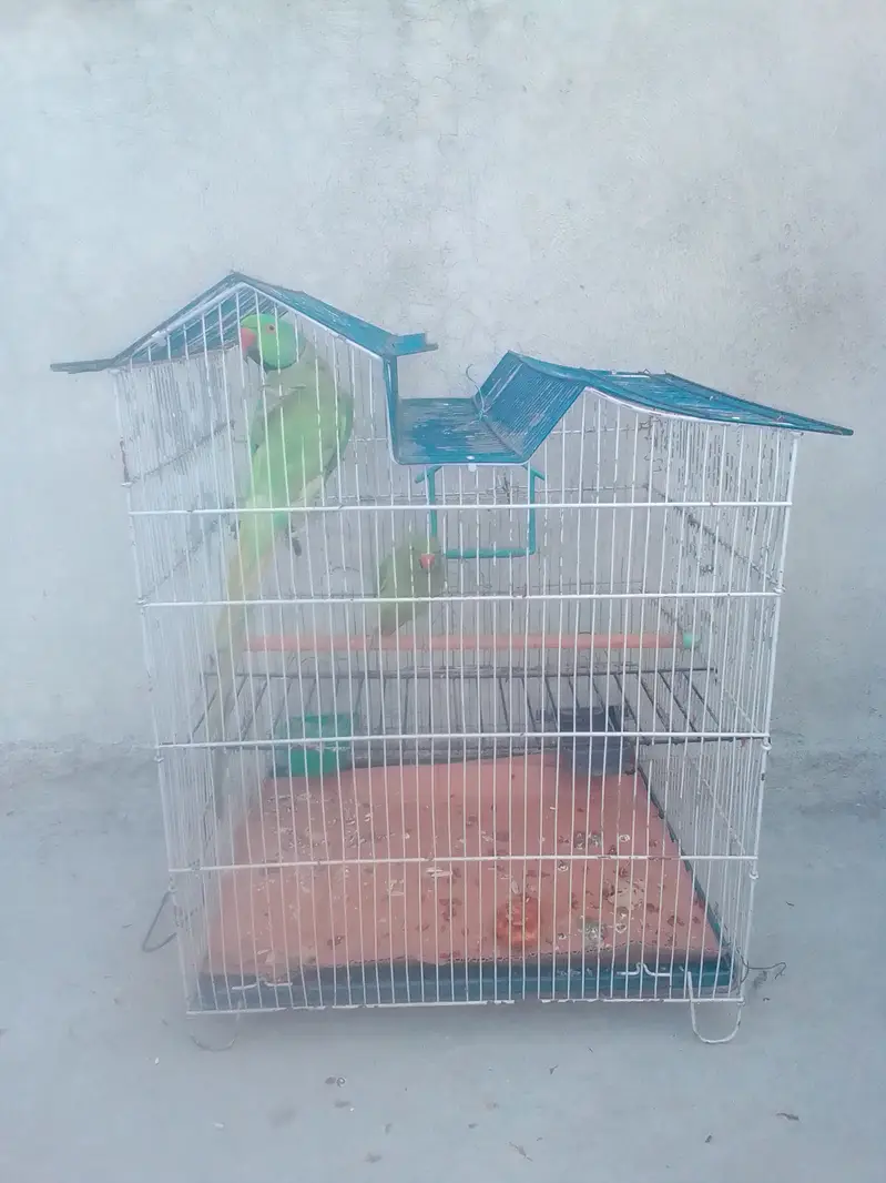 Parrots for sale with cages — photo 5