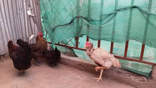 asseel, mianwali, sindhi, desi, missri, golden