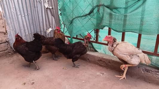 murghi hens asseel, mianwali, sindhi, desi, missri, golden