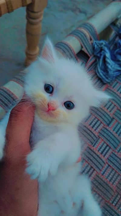 persion cat baby fore sale. 03049664109