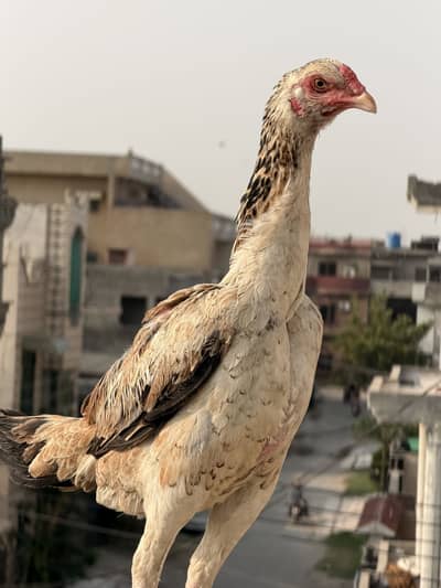Japanese Shamo Ready to Breed