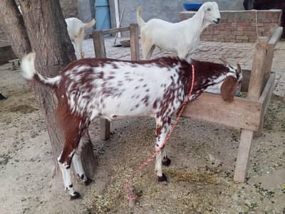 donda khasi bkra for sale