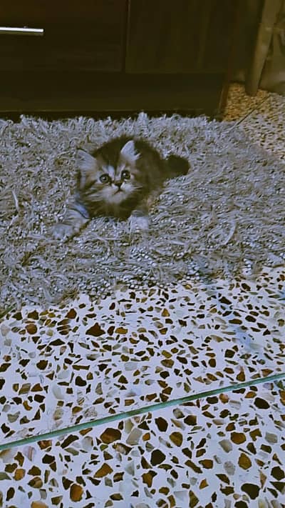 PERSIAN KITTEN