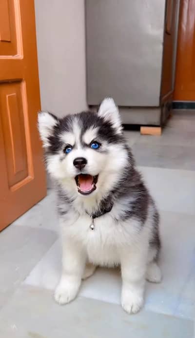 Siberian husky puppies for sale 03244911352