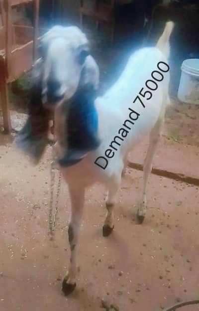 Female for sale