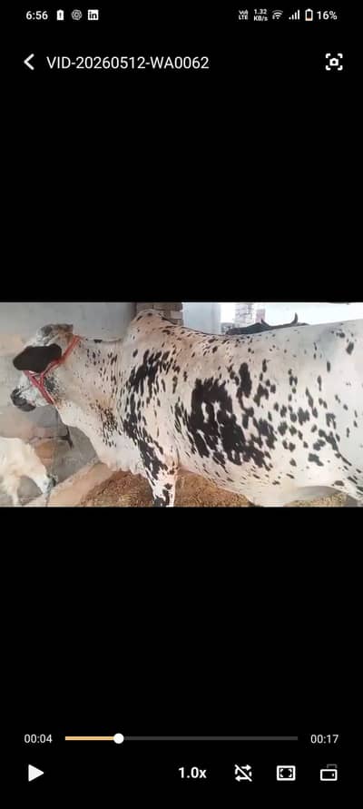 bulls for sale for qurbani