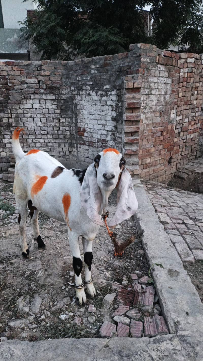 bakray/desi bakray/beetal bakray/rajanpuri bakray/khassi bakray 0