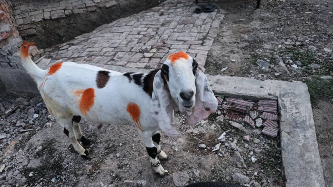 bakray/desi bakray/beetal bakray/rajanpuri bakray/khassi bakray 1