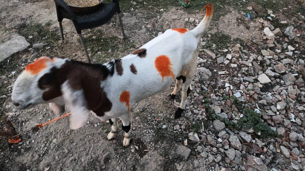 bakray/desi bakray/beetal bakray/rajanpuri bakray/khassi bakray 2