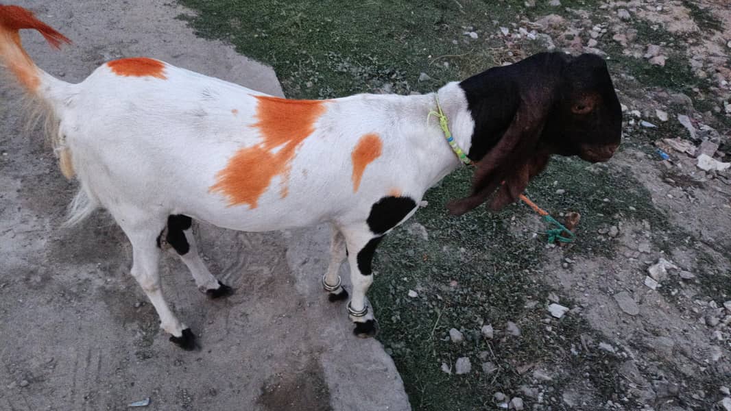 bakray/desi bakray/beetal bakray/rajanpuri bakray/khassi bakray 3