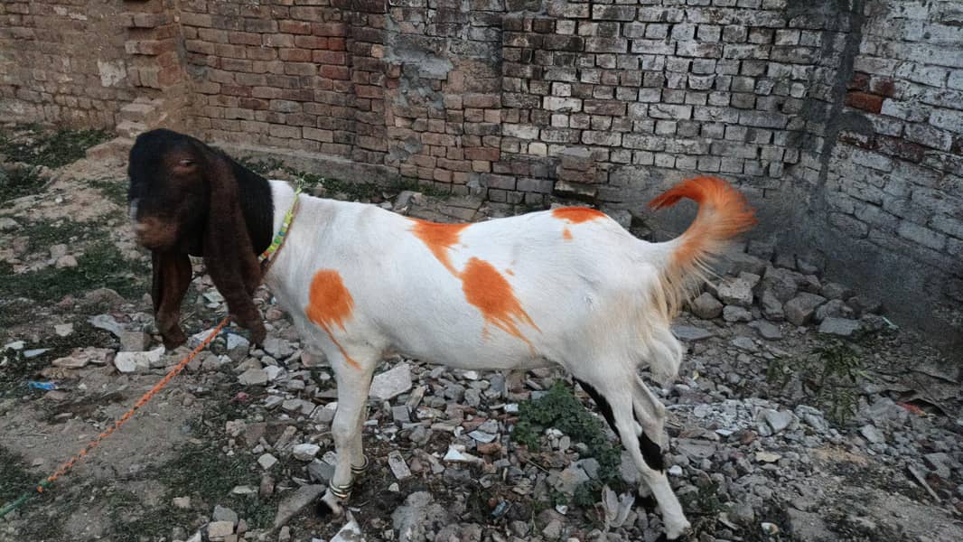 bakray/desi bakray/beetal bakray/rajanpuri bakray/khassi bakray 5