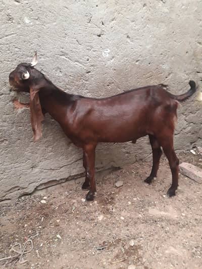 2 dant bakra