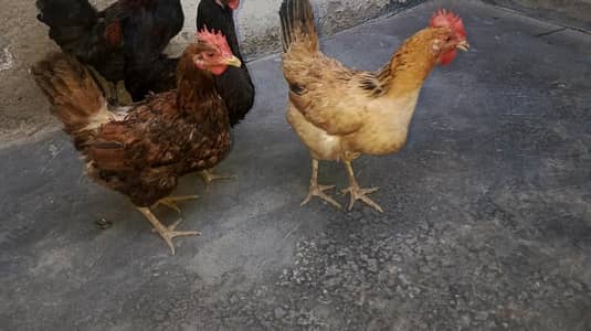 2 desi hens for sale urgent at cheap price daily eggs deti hain