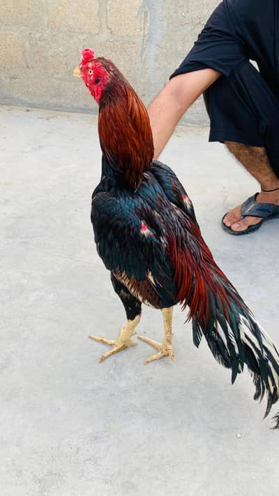 2 pure aseel miyawali home breed
