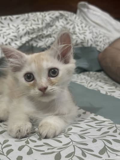 Purshian triple coat male 4 months kitten