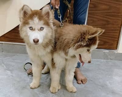 SIBERIAN HUSKY PUPP PAIR FULL WOOLY COAT NEAT AND CLEAN.