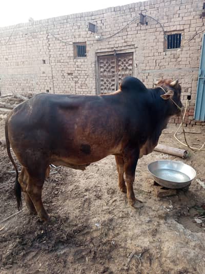 Qurbani 2026 cow Bail most beautiful