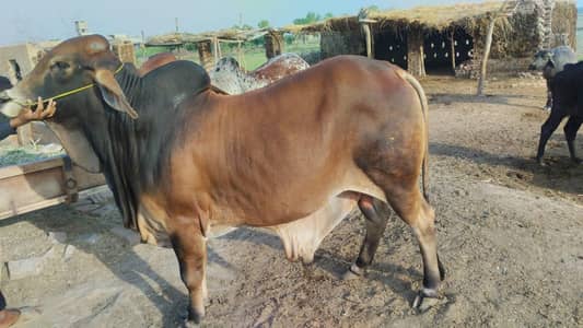 Qurbani Animal