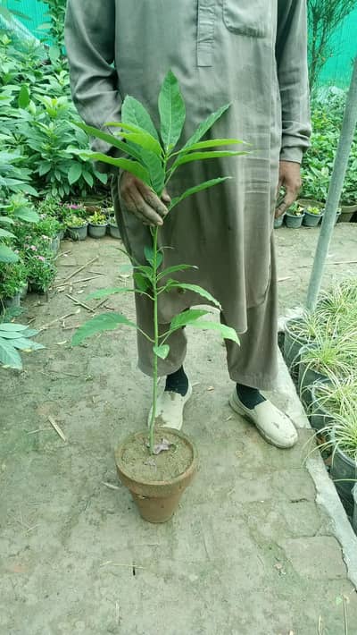 Avocado plants