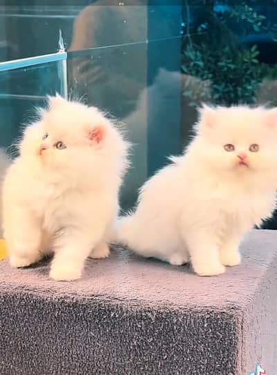 Quality Persian Punch   kitten WhatsAp. 03227335071