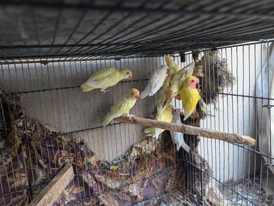 Mixed love birds