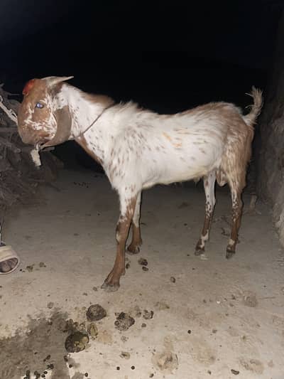 bakra | Desi Goat & kid| Bakri setup | بکری | pregnant Goat