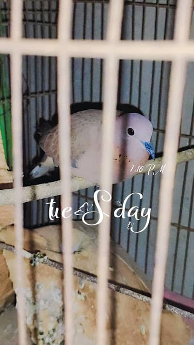 Dove for sale