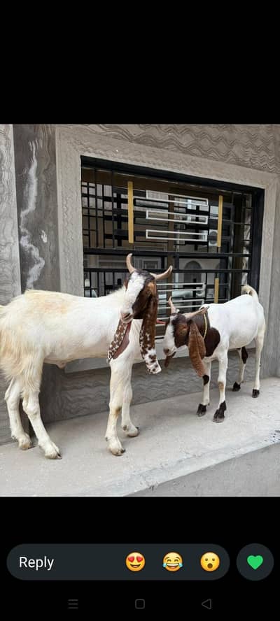 qurbani KY bakray. . . MashALLAH