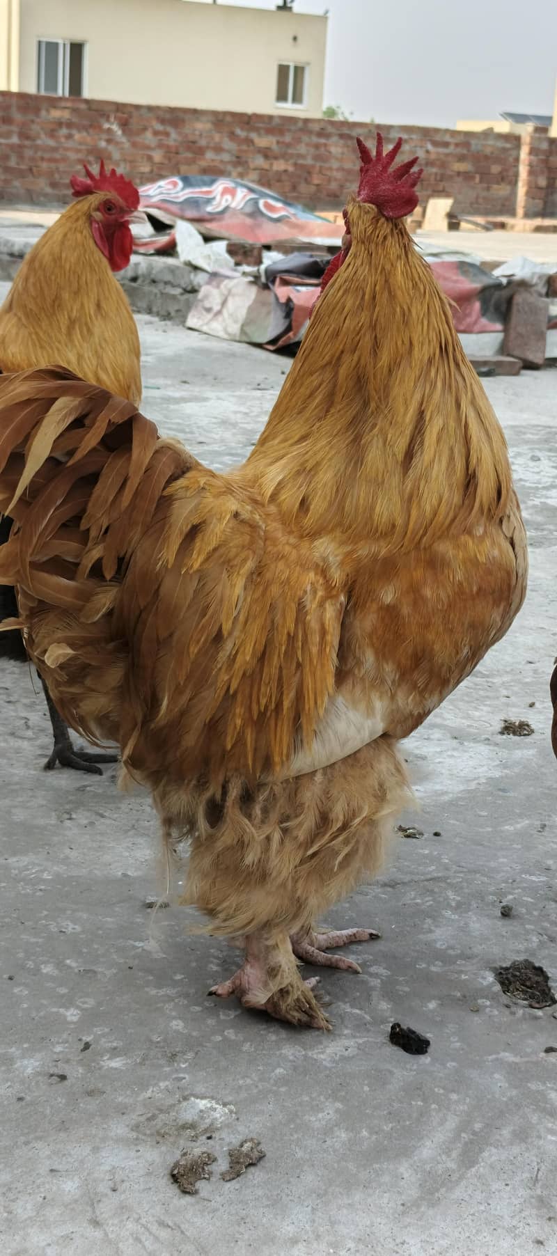 Golden Buff 2
