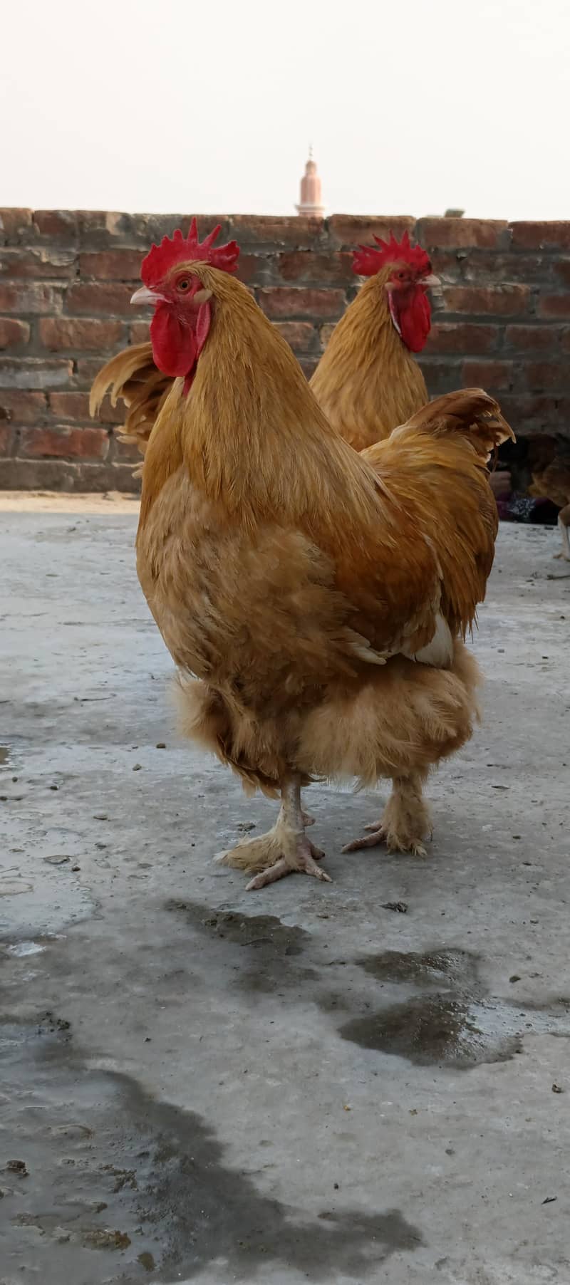 Golden Buff 3