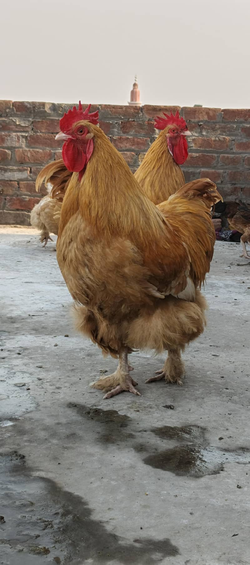 Golden Buff 5