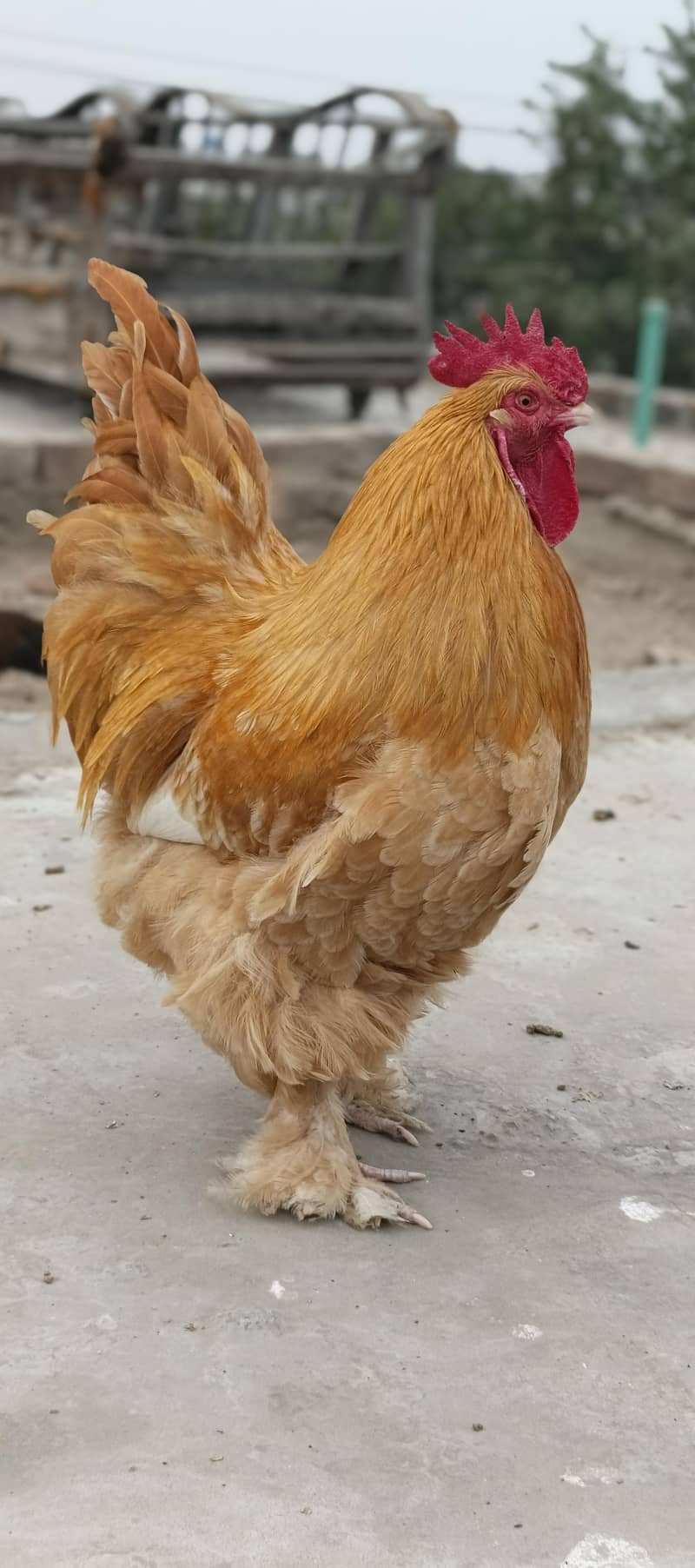 Golden Buff 12