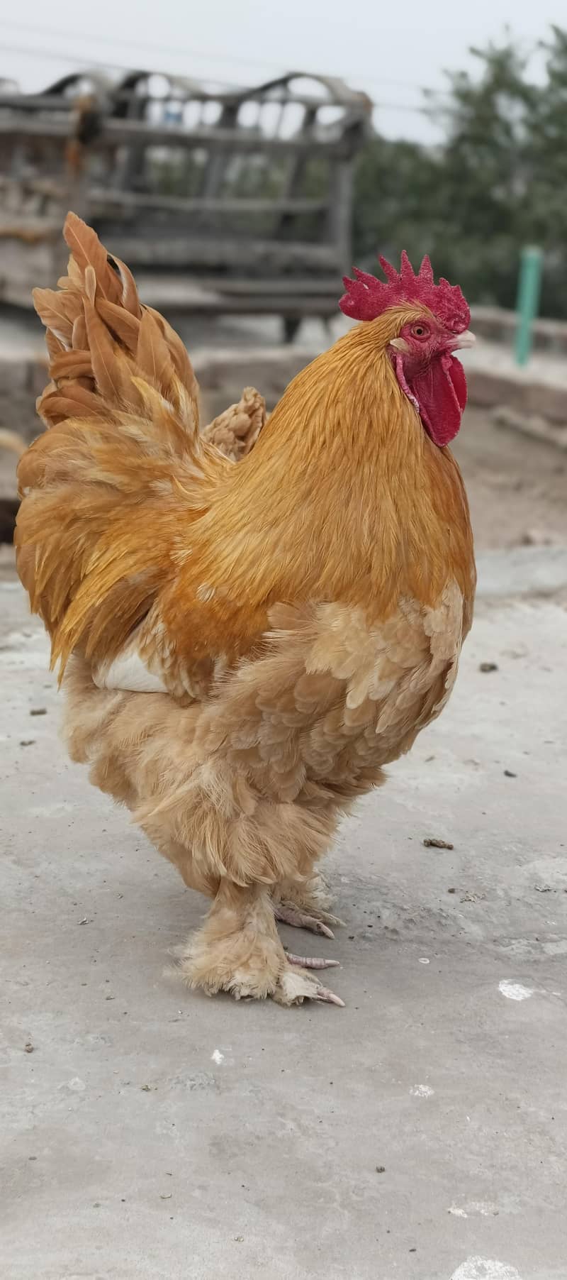 Golden Buff 13