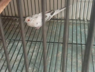 dove bird
