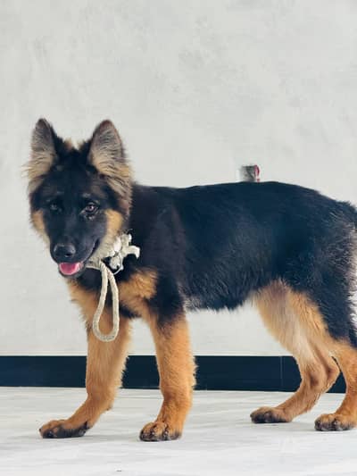german shepherd long coat