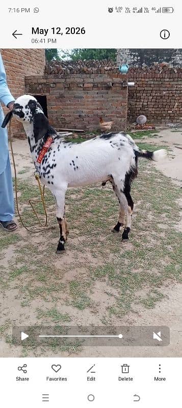 bakry for sale demand 1lak60 hazar location Chak beli khan