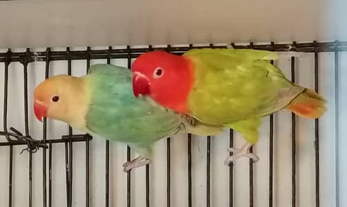Oplaine Pale Fallow Love Birds