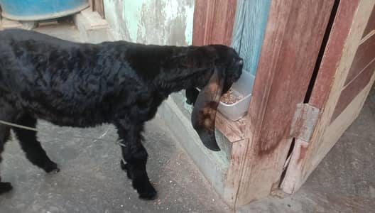 black beauty male kid  kamori cross------ 0311-250-58-57.     contact.
