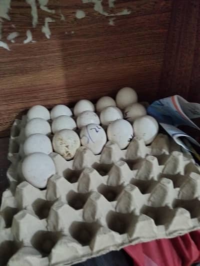 Eggs laying female turkey   for sale