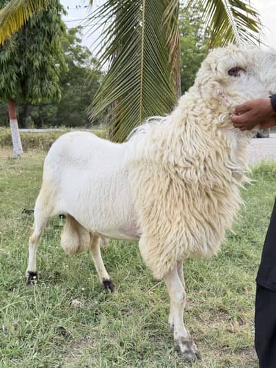 Sheep mundra