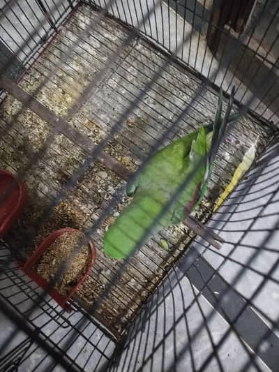 parrot  pair  kashmiri