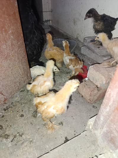 2 month heavy buff chicks for sale