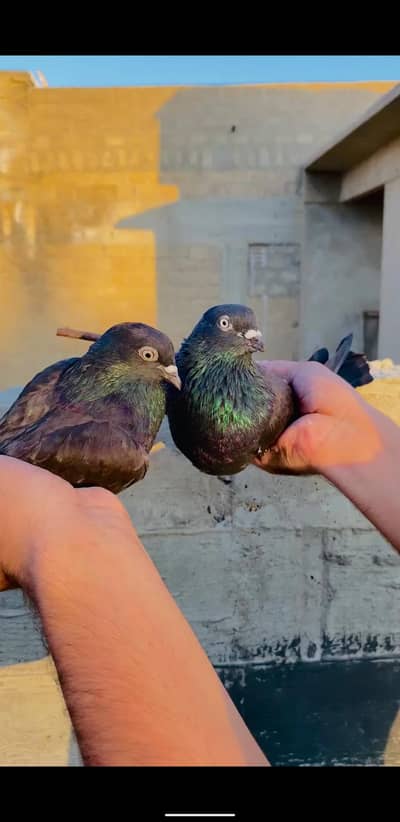 Pair of Healthy Indian Zaak Kabootar for Sale