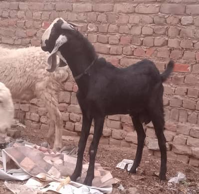 beautiful bakra for scale