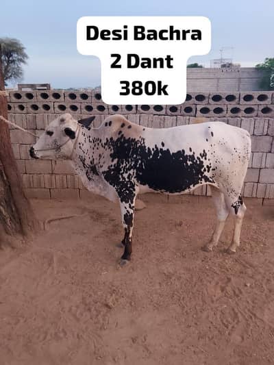 Qurbani Bull | Bachra | Wacha | Desi Bachry | 2 Dant For sale