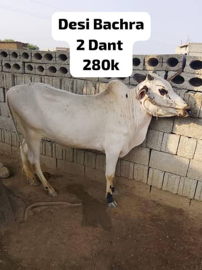 Qurbani Bull | Bachra | Wacha | Desi Bachry | 2 Dant For sale